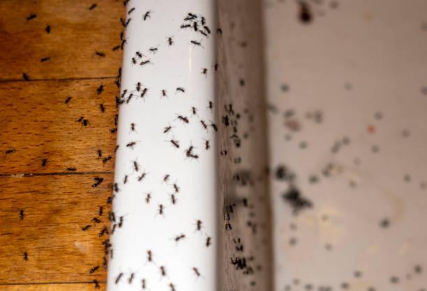 Best Wasp Removal Services  in Spicer, MN